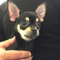 リン