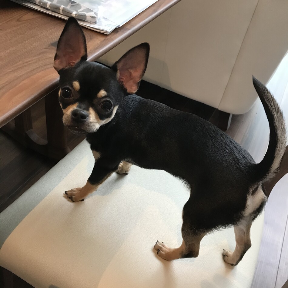 リンのカバー写真