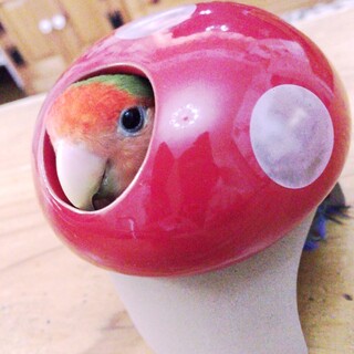 決定したので写真は削除しました。