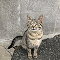 甘えん坊のキジ猫　　女の子です