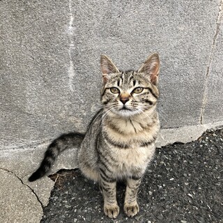甘えん坊のキジ猫　　女の子です