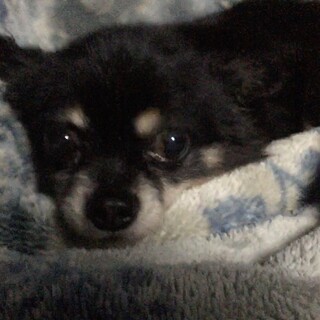 トライアル決定❗くるみちゃん