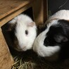 モヒちゃん