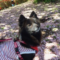 ローズ