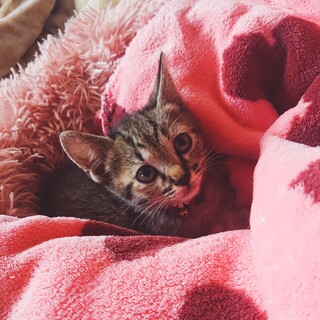 やんちゃ娘   ドタキャンされ再募集です♪