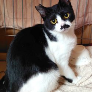 ちょびひげレディ「チョビ子」