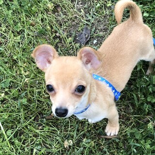 2歳のチワワ♂です