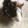 モルモット数匹 の里親募集 サムネイル5
