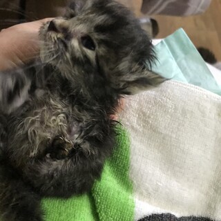 雑種のオス　もうすぐ離乳期　捨てられていました