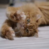 の写真