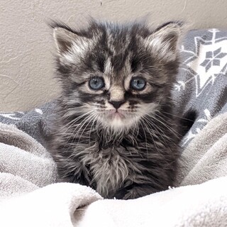 サバトラ女子⭐️リジーちゃん