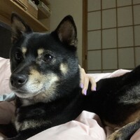青木マロ