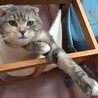 ニャンモック