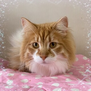 最初は人見知りだけどすぐに慣れます