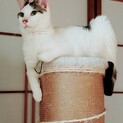 じみーな大人猫、性格よし。