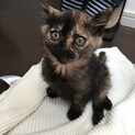 生後3ヶ月のサビ猫ちゃん❤️