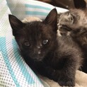 離乳したばかりの黒猫の女の子「よもぎ」ちゃん