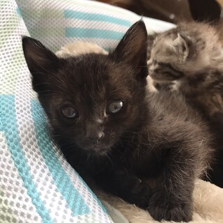 離乳したばかりの黒猫の女の子「よもぎ」ちゃん