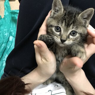 好奇心たっぷり！！起きている時は遊びたい！！