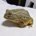 アフリカウシガエル