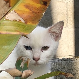 オッドアイの白猫さん