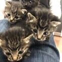子猫4兄弟