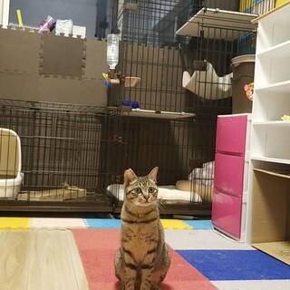 運動神経抜群！アクティブなイケにゃん