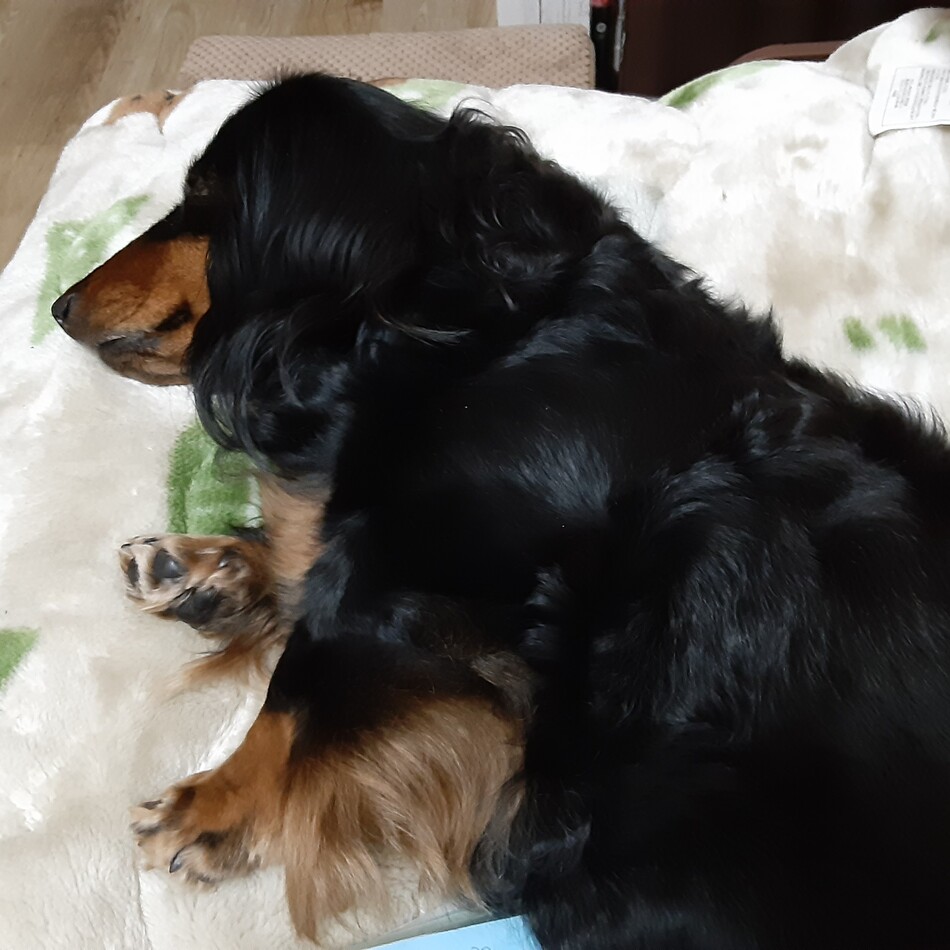 くーちゃんのカバー写真