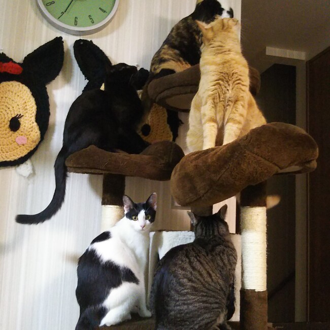 翔0901のカバー写真