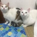 白猫 1歳未満 メス