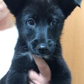 シャイで大人しい　バズちゃん