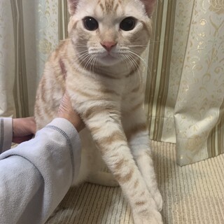 スコティッシュ雄猫1歳人懐こい◎