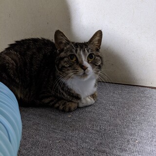 家猫修行完了間近！キジ白女のコななちゃん（仮）