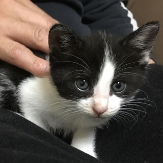 里親決定。甘えん坊ピアニカちゃん