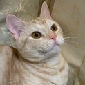 スコティッシュ雄猫1歳甘えた◎