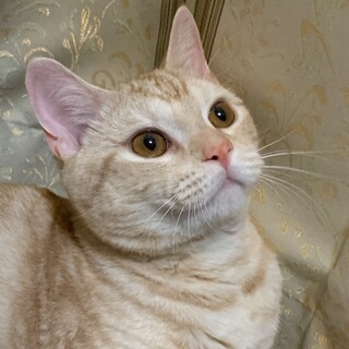 スコティッシュ雄猫1歳甘えた◎