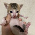子猫ちゃん拾いました。