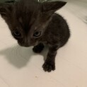 1ヶ月未満ブラック①