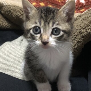 里親決定。甘えん坊のランド君