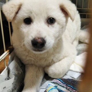 愛され♡野犬2ヶ月の仔犬　臆病な男の子です