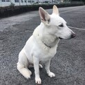 ホワイトシェパード (オス) 一時停止致します。