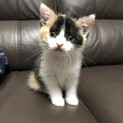 【写真追加】可愛い三毛猫ちゃんです