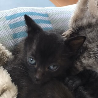 離乳したばかりの黒猫の女の子「ちまき」ちゃん