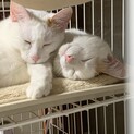 白に見えますが　実はシロ茶猫の可愛い娘です