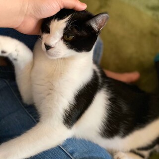 ７月生まれの子猫　白黒兄妹　オセロ♂