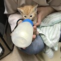 母猫とはぐれ、別の母猫に育てられていた子猫ちゃん