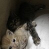 母猫とはぐれ、別の母猫に育てられていた子猫ちゃん サムネイル2