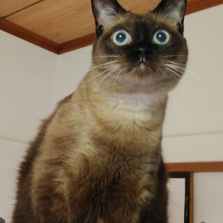 クリクリお目目のくくちゃん