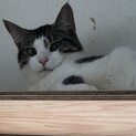 ありがとうございました★かわいい雉白 キジ丸くん
