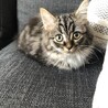 エナ